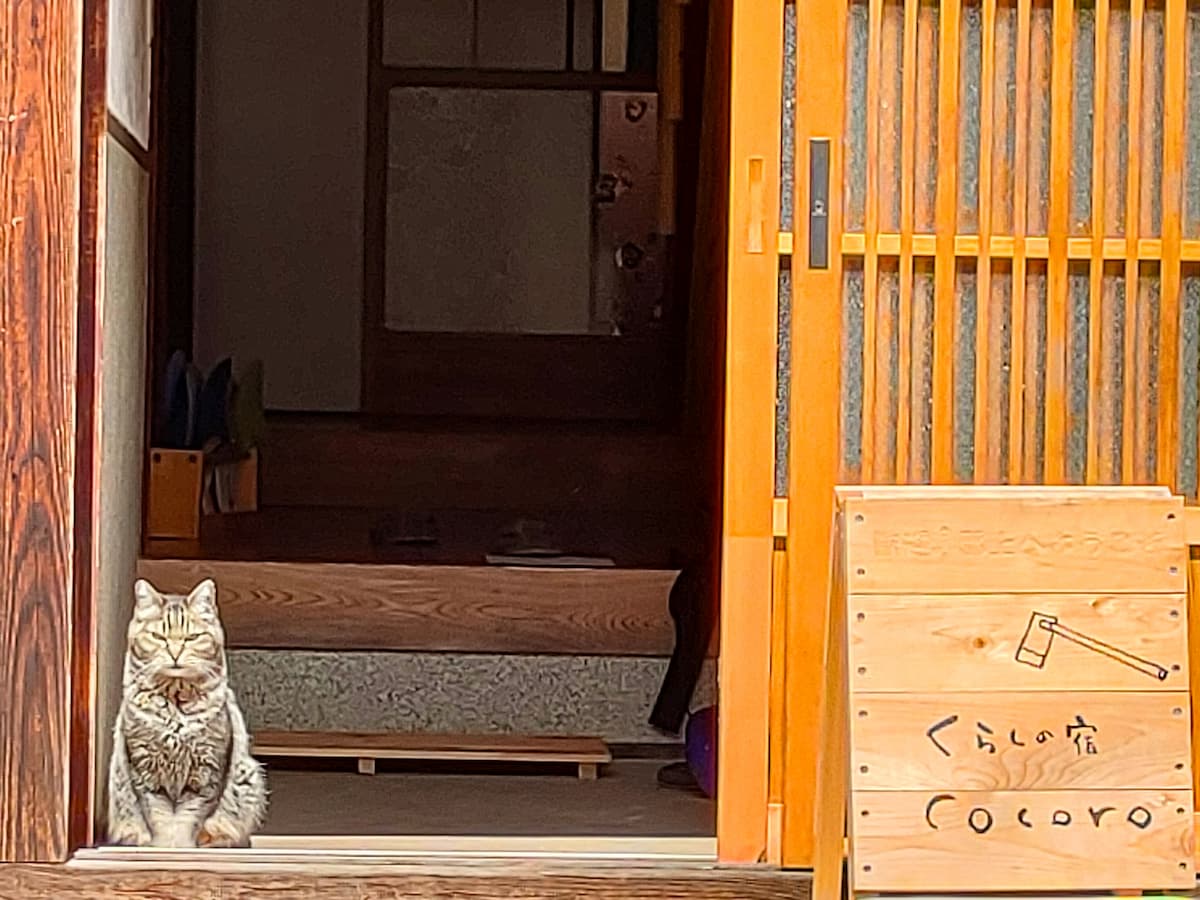 玄関の猫