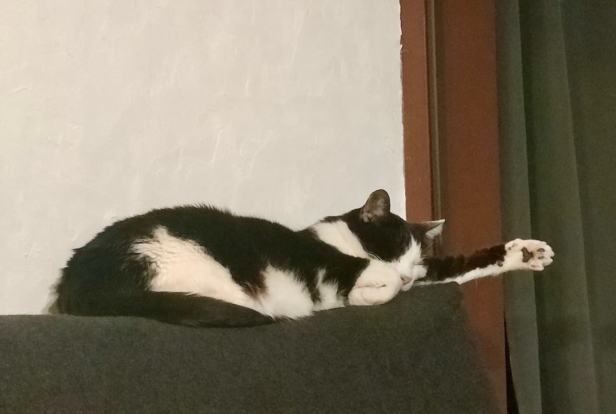 眠る猫1