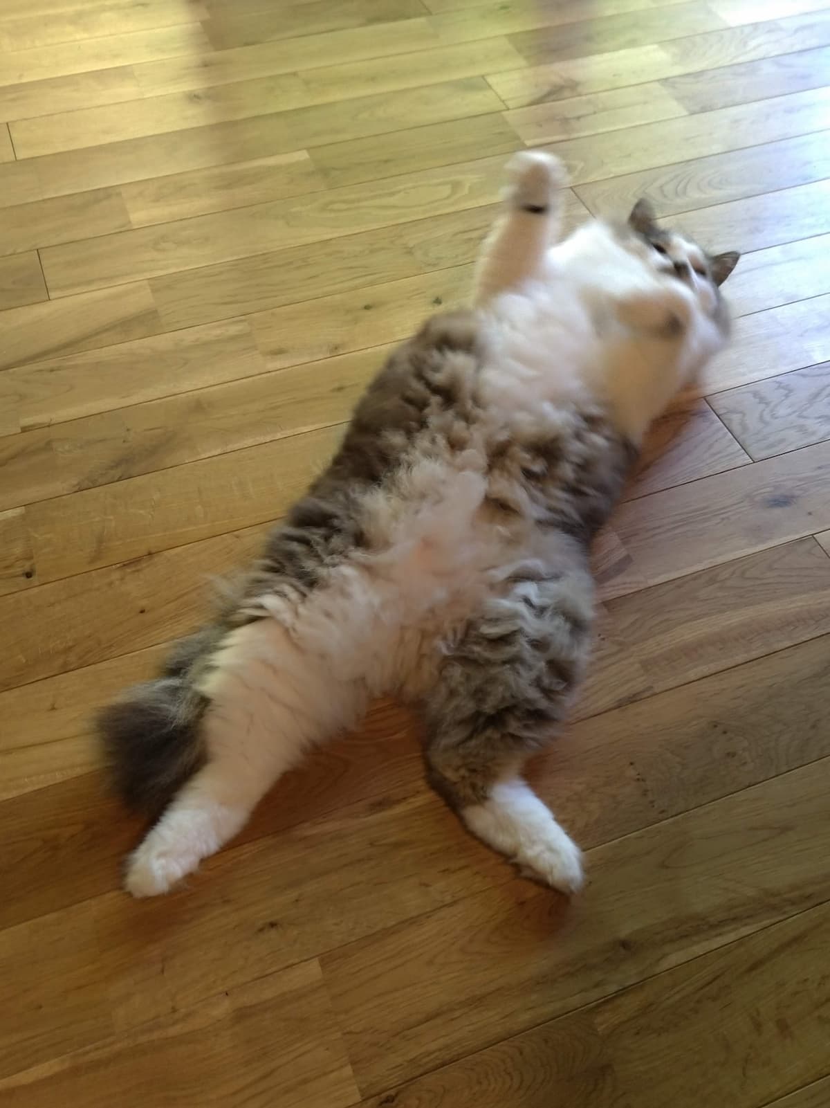 猫へそ天