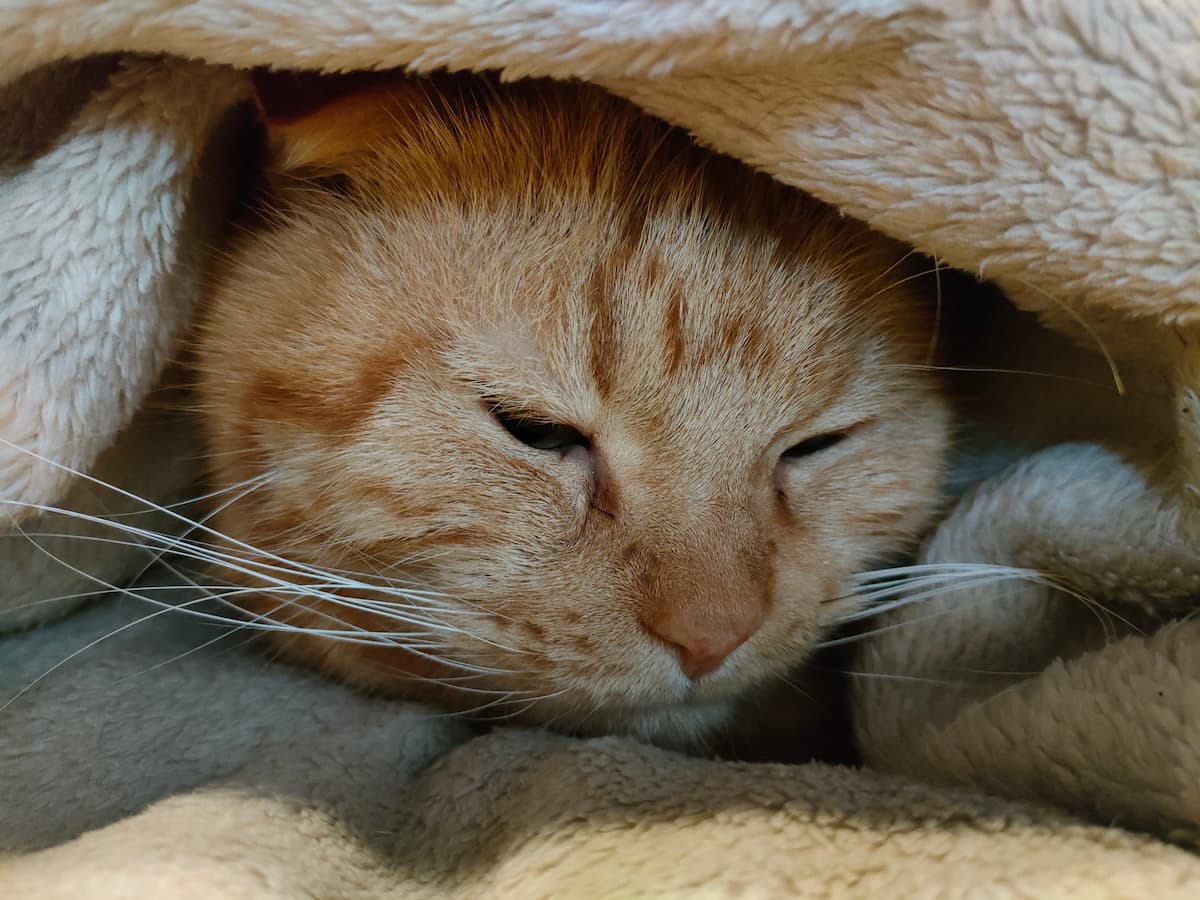 茶色猫