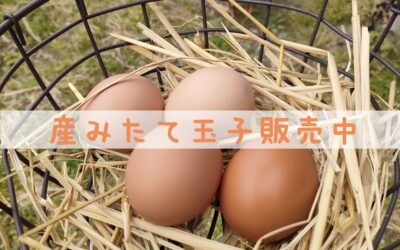 平飼い玉子販売開始のお知らせ＆ニワトリさんの暮らしをご紹介します！　