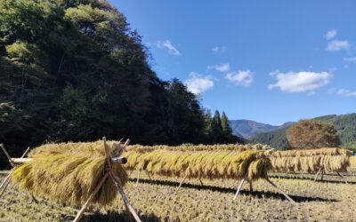 【新米販売中！】くらしの宿Cocoroのお米の秘密を大公開！　実は「うちのお米は◯◯い」んです？