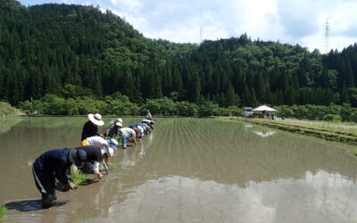 2025年「小さな田んぼのワークショップ」参加者募集のお知らせです！